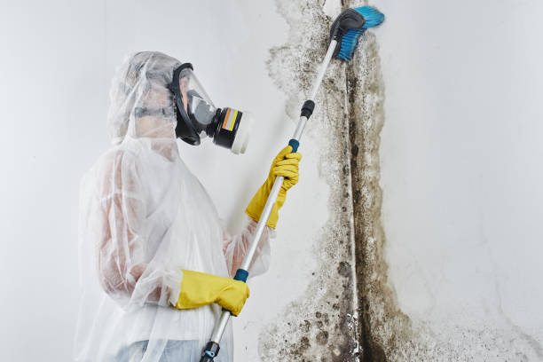 Best Mold Remediation for Specific Building Types in Lonoke, AR