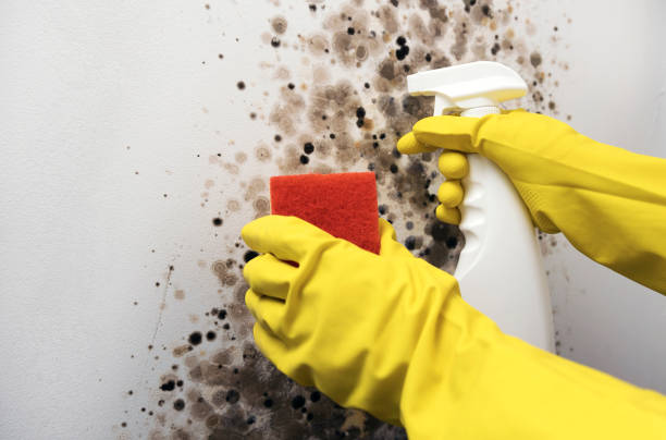 Best Emergency Mold Remediation in Lonoke, AR